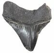 Bargain, Serrated Megalodon Tooth - South Carolina #47224-1